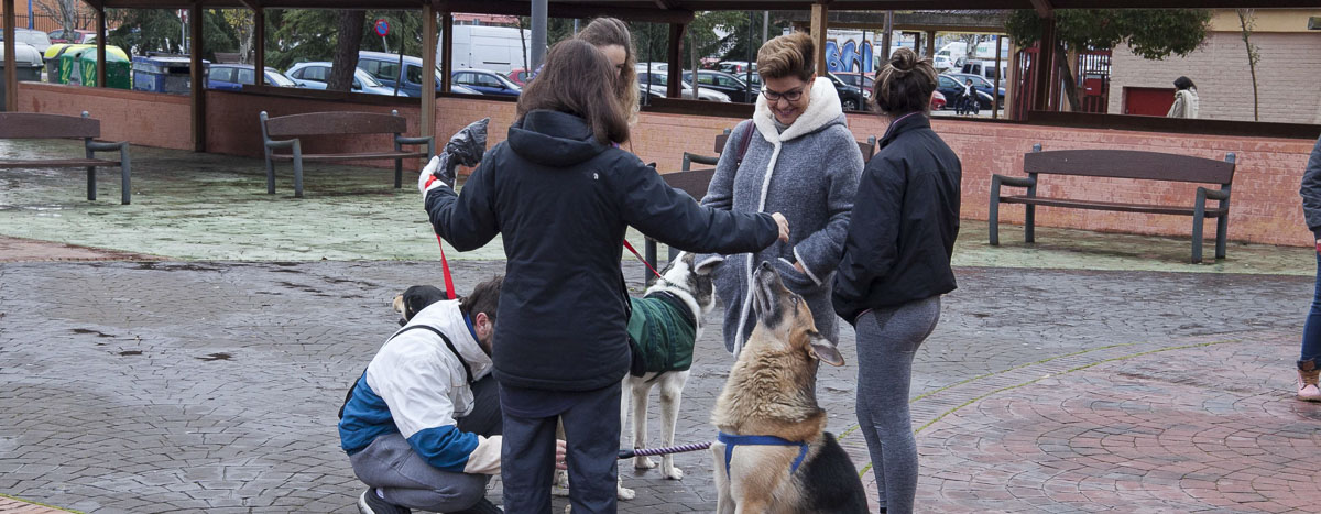 festival adopcion canina