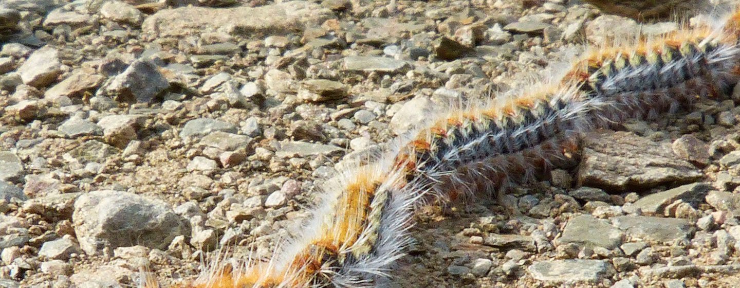 oruga procesionaria