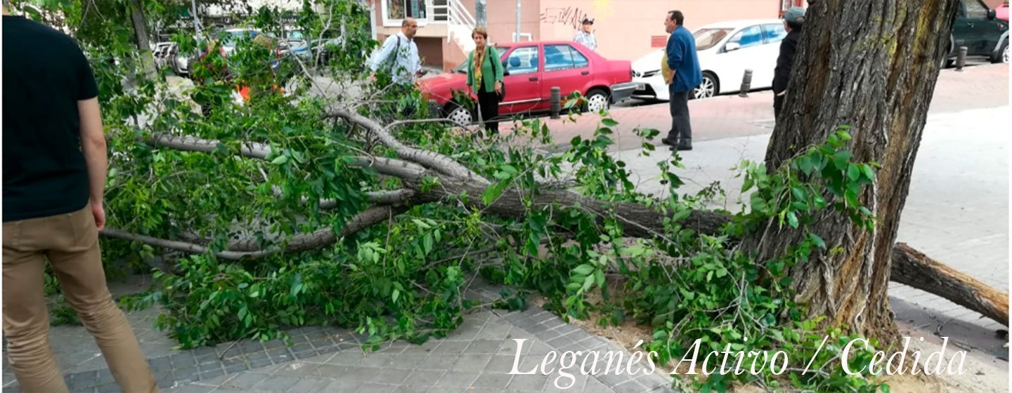 arbol se cae en zarzaquemada