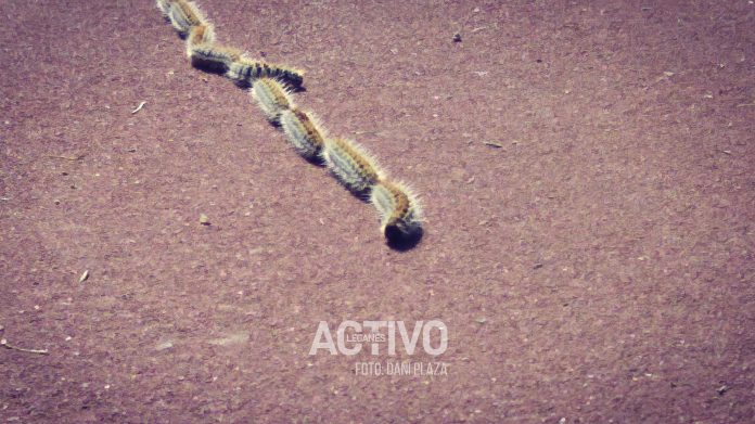 plaga oruga procesionaria