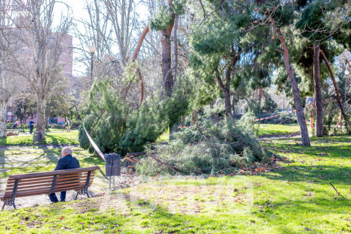 arboles caidos junto a un banco