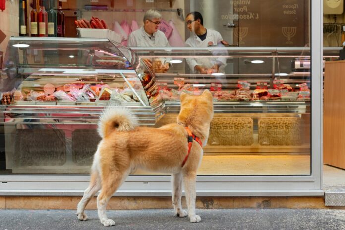 perro tienda escaparate