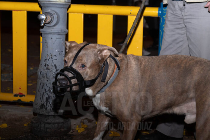 perro ppp bozal paseando leganes