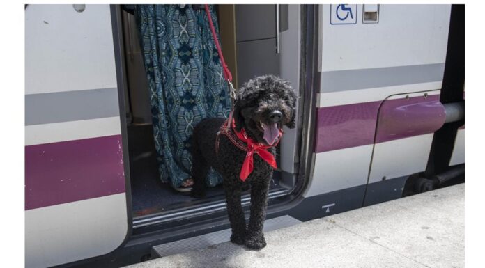 perro tren renfe