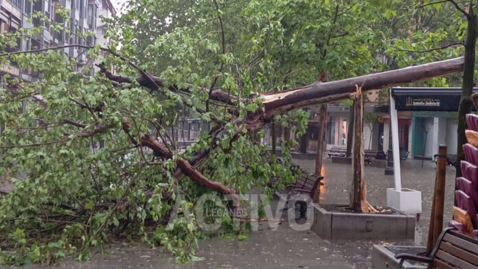 arbol caido leganes