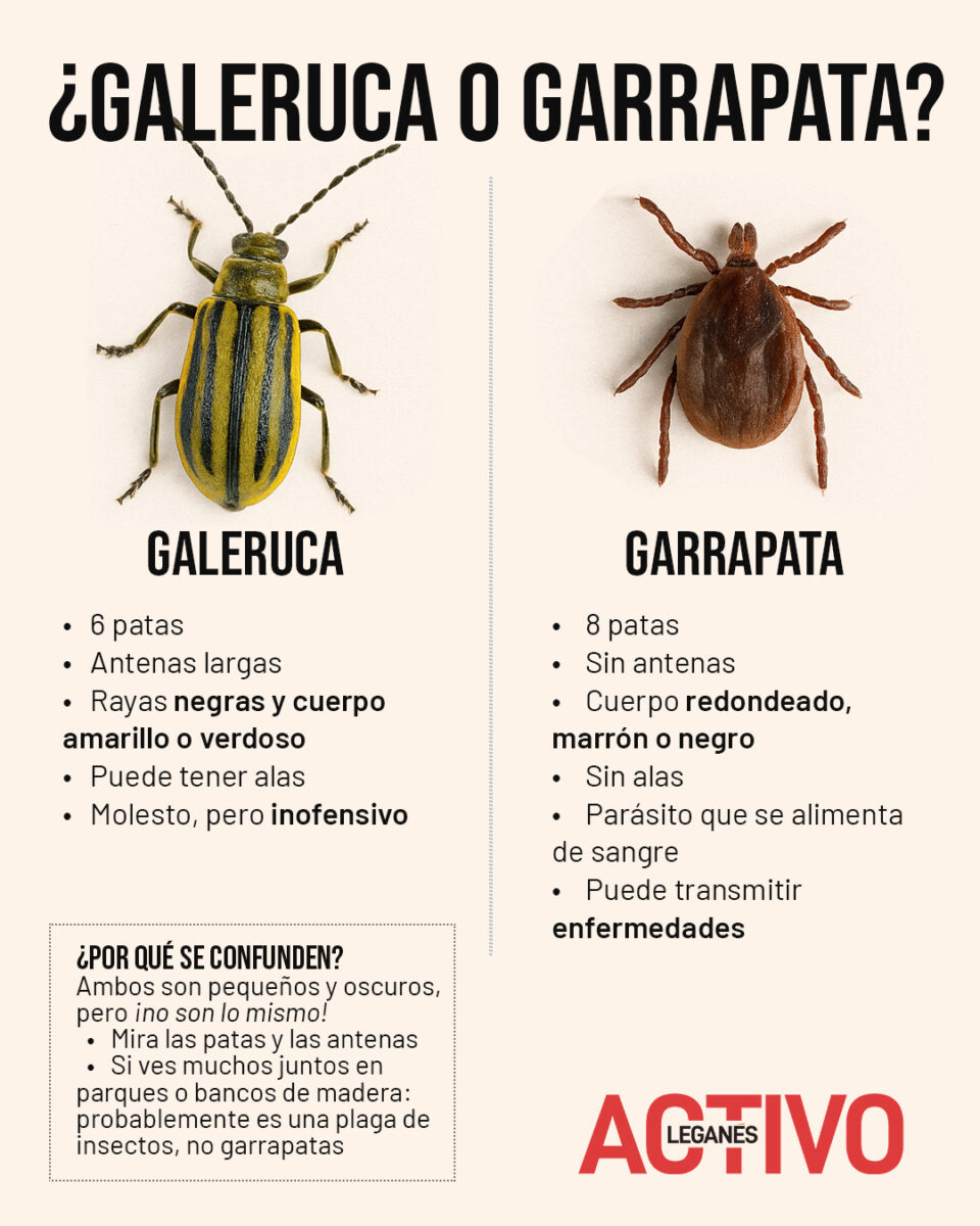 galeruca o garrapata leganes activo