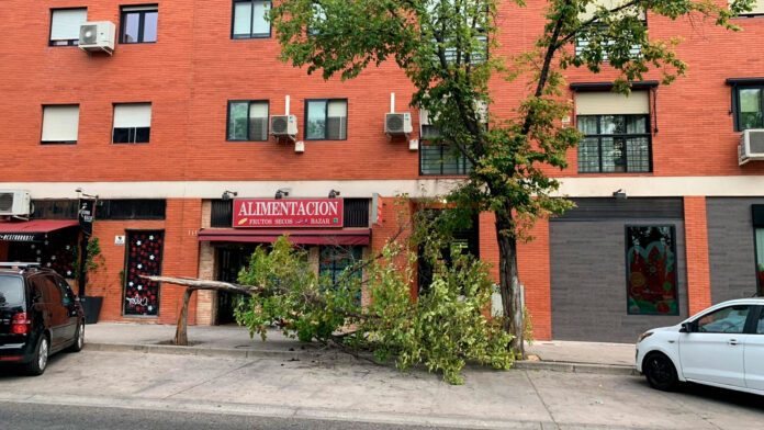 arbol quebrado leganes norte