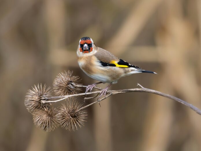 Ave silvestre en libertad